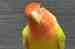 Lovebird