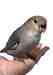 Lovebird