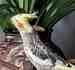 Cockatiel
