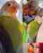 Conure Conure