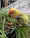 Lovebird