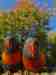 Lory / Lorikeet