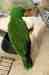 Eclectus
