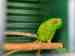 Lory / Lorikeet