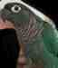 Conure