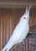 Cockatiel