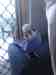 Budgerigar