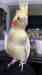 Cockatiel