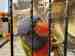 Lory / Lorikeet