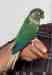 Conure