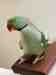 Alexandrine