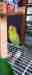 Budgerigar