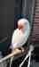 Indian Ringneck Parakeet