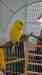 Budgerigar