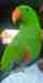 Eclectus