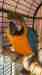 Macaw Macaw