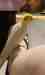 Cockatiel