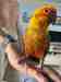 Conure