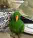 Eclectus