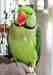 Alexandrine