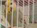 Budgerigar