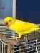 Indian Ringneck Parakeet