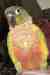 Conure