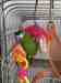 Macaw