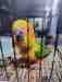 Conure
