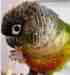 Conure