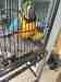 Macaw Macaw