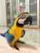 Macaw Macaw