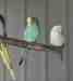 Budgerigar
