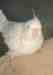 Cockatiel