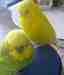 Budgerigar