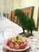 Eclectus