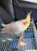 Cockatiel