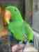 Eclectus