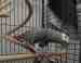 African Grey