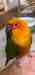 Conure