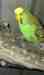 Budgerigar