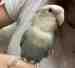 Lovebird