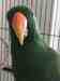 Eclectus
