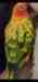 Conure