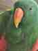 Eclectus