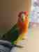 Lovebird