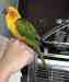 Conure