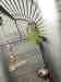 Conure