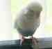 Budgerigar