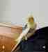 Cockatiel